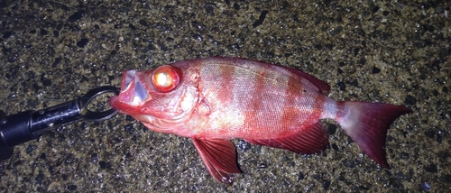 キントキダイの釣果