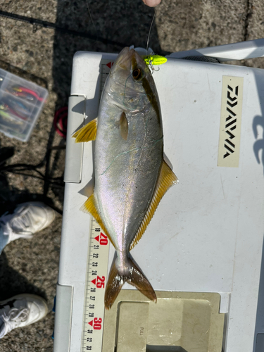 ショゴの釣果