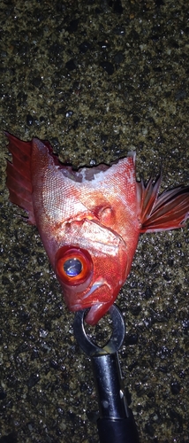 キントキダイの釣果