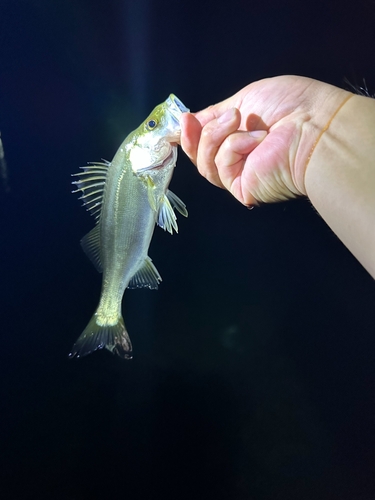 セイゴ（マルスズキ）の釣果