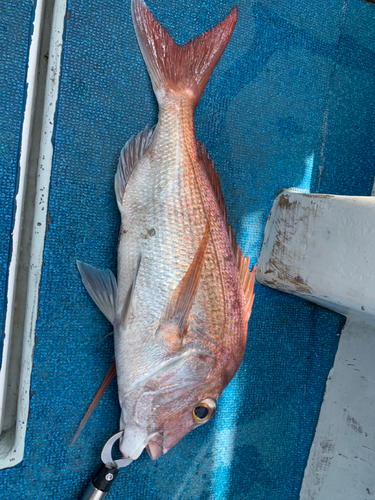 マダイの釣果