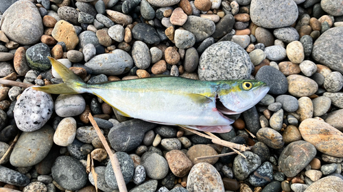 ツバイソの釣果