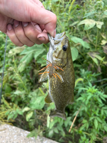 スモールマウスバスの釣果