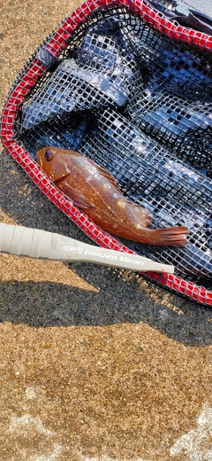 ガヤの釣果