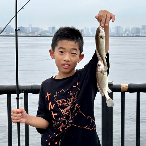 イシモチの釣果