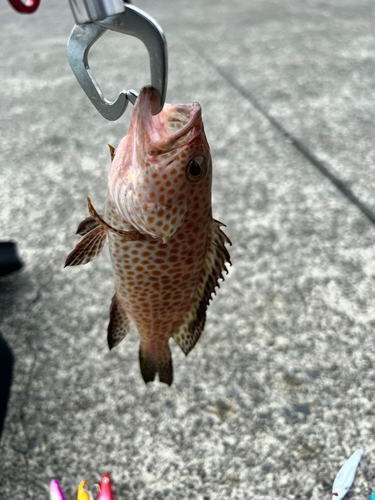 オオモンハタの釣果