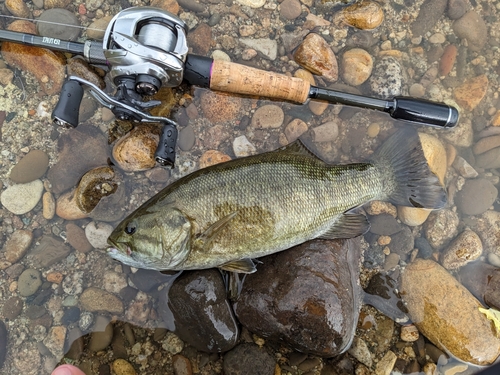 スモールマウスバスの釣果