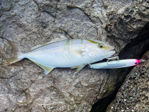 シオの釣果