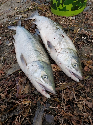 サケの釣果