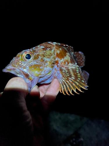 ガシラの釣果