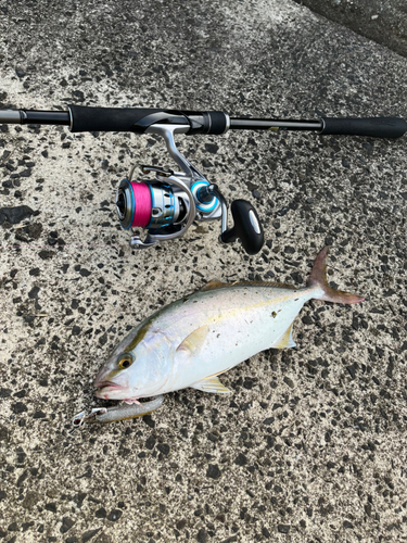 ショゴの釣果