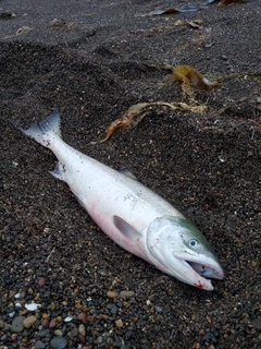 サケの釣果