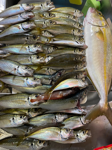 ショゴの釣果