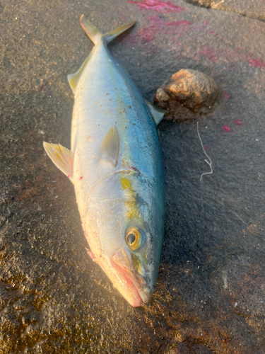 イナダの釣果