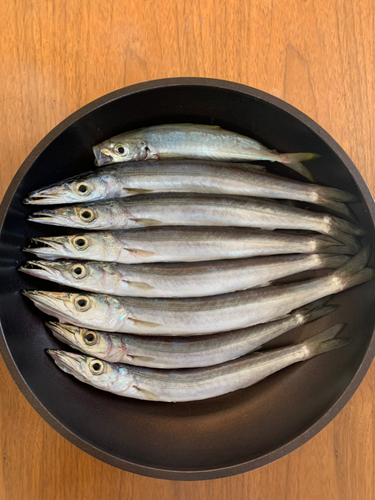 カマスの釣果