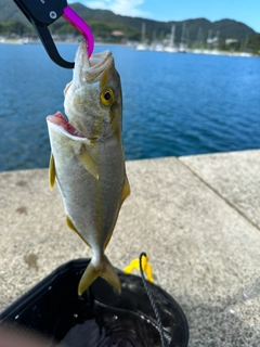 ネリゴの釣果