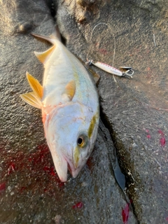 ショゴの釣果