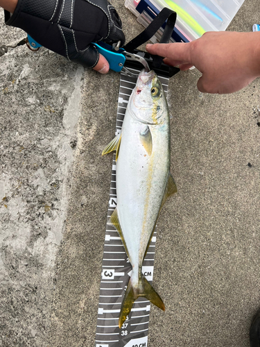 ワカシの釣果