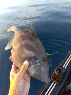 ウマヅラハギの釣果