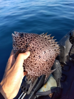 イシガキダイの釣果