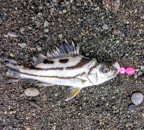 コトヒキの釣果