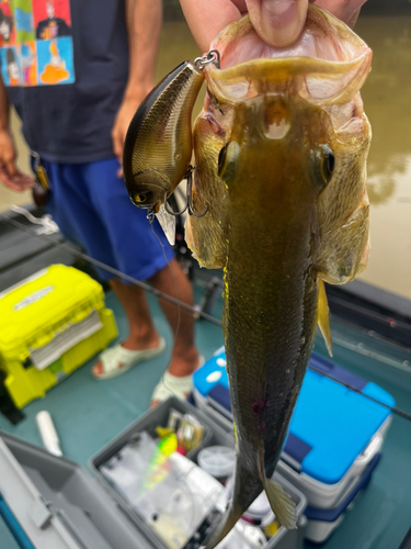 ラージマウスバスの釣果