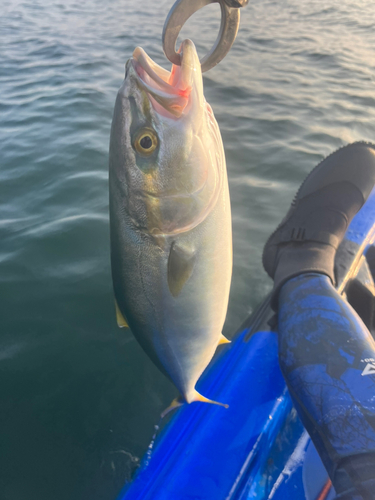 イナダの釣果