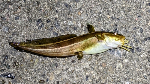 ゴンズイの釣果