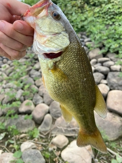 ラージマウスバスの釣果