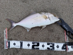ショゴの釣果