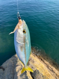 ツバスの釣果