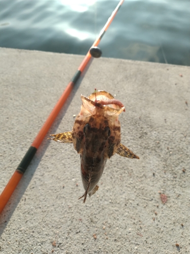 タケノコメバルの釣果