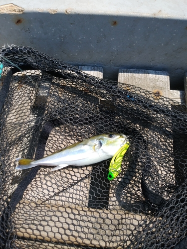 シロサバフグの釣果