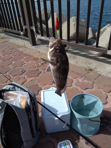 クロソイの釣果