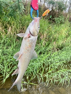 ニゴイの釣果