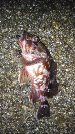 カサゴの釣果