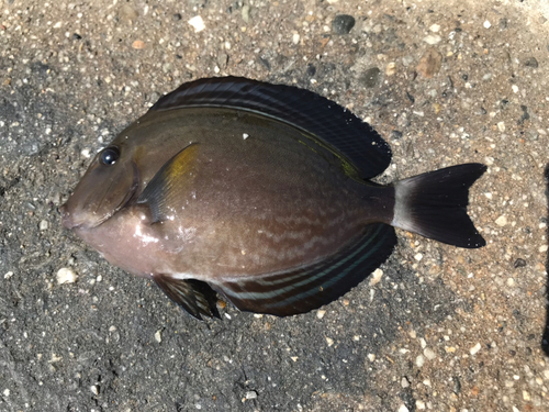 タイの釣果