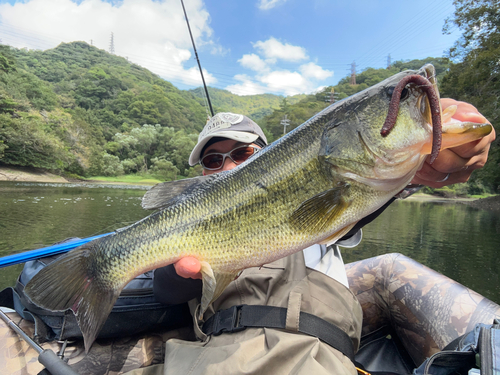 ブラックバスの釣果