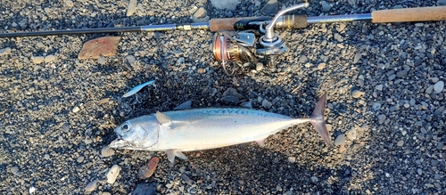 マルソウダの釣果