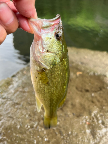 ラージマウスバスの釣果