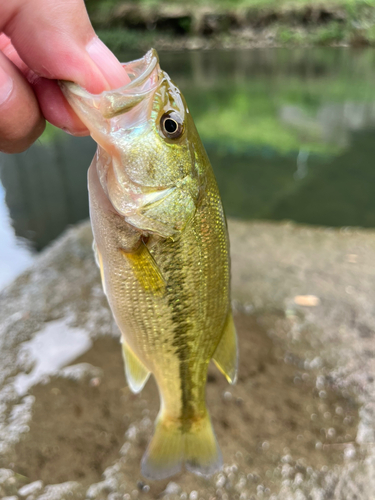 ラージマウスバスの釣果