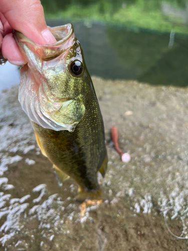 ラージマウスバスの釣果