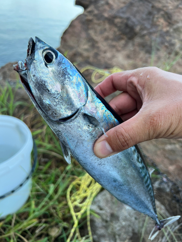 ソウダガツオの釣果