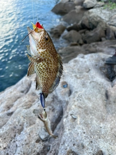 オオモンハタの釣果