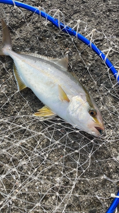 ネイリの釣果