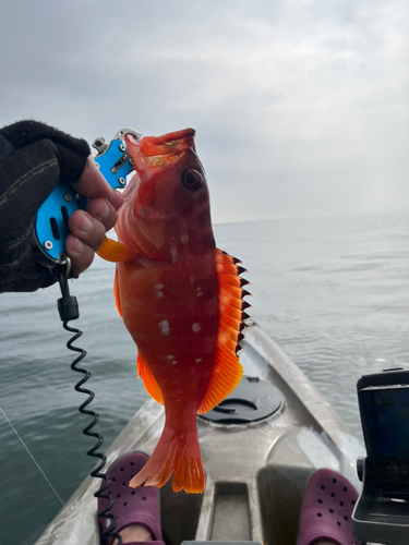 アカハタの釣果