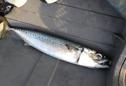 サバの釣果