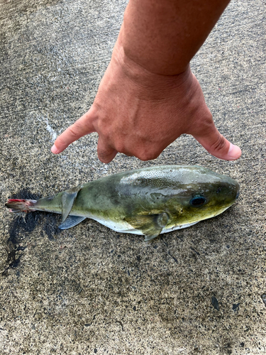 シロサバフグの釣果