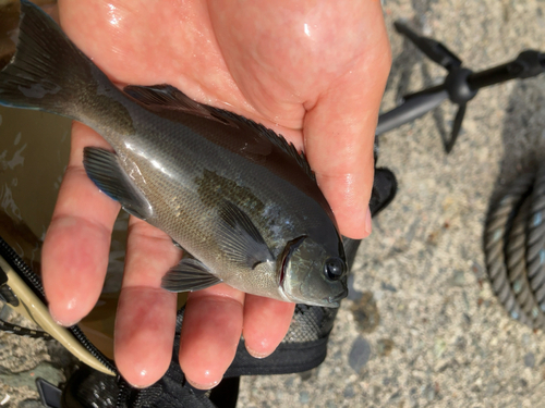 メジナの釣果