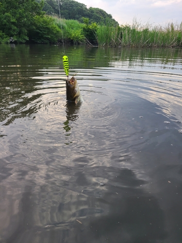 マナマズの釣果